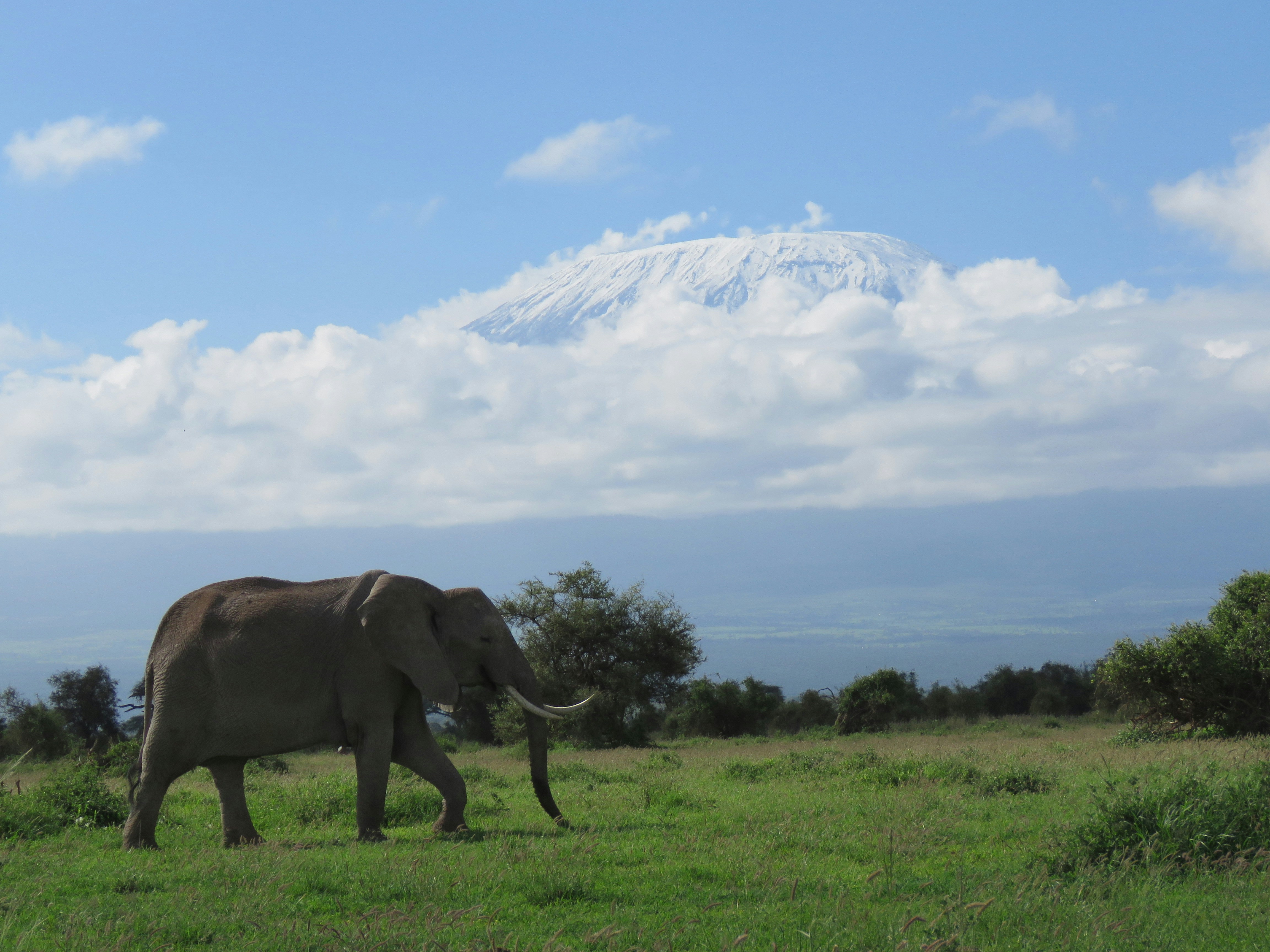 Amboseli Kilimanjaro
